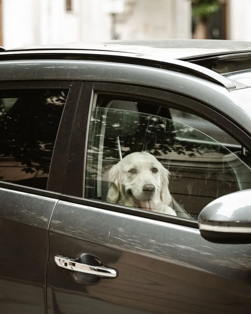 Accesorios útiles para viajar con mascotas en el coche